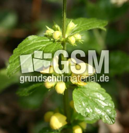 Goldnessel-1.jpg